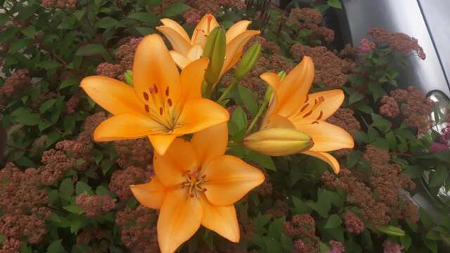 Апартаменты Apartments Stevović Херцег-Нови-21