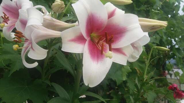 Апартаменты Apartments Stevović Херцег-Нови-23